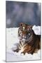 Bengal Tiger Sitting in Snow-DLILLC-Mounted Photographic Print