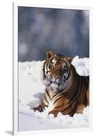 Bengal Tiger Sitting in Snow-DLILLC-Framed Photographic Print