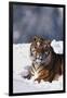 Bengal Tiger Sitting in Snow-DLILLC-Framed Photographic Print