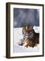 Bengal Tiger Sitting in Snow-DLILLC-Framed Photographic Print