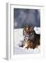 Bengal Tiger Sitting in Snow-DLILLC-Framed Photographic Print