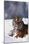 Bengal Tiger Sitting in Snow-DLILLC-Mounted Photographic Print