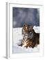 Bengal Tiger Sitting in Snow-DLILLC-Framed Photographic Print