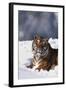 Bengal Tiger Sitting in Snow-DLILLC-Framed Photographic Print