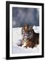 Bengal Tiger Sitting in Snow-DLILLC-Framed Photographic Print