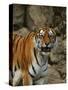 Bengal Tiger Snarling-Chase Swift-Stretched Canvas