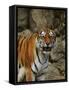 Bengal Tiger Snarling-Chase Swift-Framed Stretched Canvas
