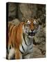 Bengal Tiger Snarling-Chase Swift-Stretched Canvas