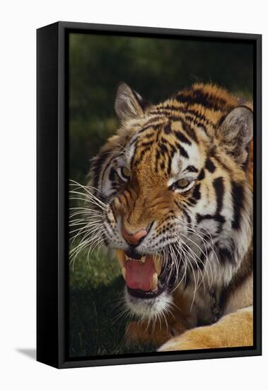 Bengal Tiger Snarling-DLILLC-Framed Stretched Canvas