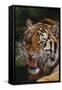 Bengal Tiger Snarling-DLILLC-Framed Stretched Canvas