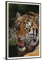 Bengal Tiger Snarling-DLILLC-Framed Premium Photographic Print