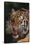 Bengal Tiger Snarling-DLILLC-Framed Stretched Canvas