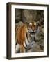 Bengal Tiger Snarling-Chase Swift-Framed Photographic Print