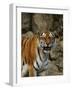 Bengal Tiger Snarling-Chase Swift-Framed Photographic Print