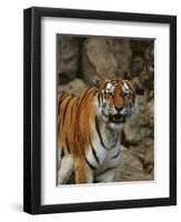 Bengal Tiger Snarling-Chase Swift-Framed Photographic Print