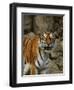 Bengal Tiger Snarling-Chase Swift-Framed Photographic Print