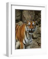 Bengal Tiger Snarling-Chase Swift-Framed Photographic Print