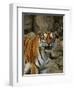Bengal Tiger Snarling-Chase Swift-Framed Photographic Print