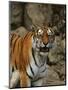 Bengal Tiger Snarling-Chase Swift-Mounted Photographic Print