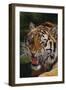 Bengal Tiger Snarling-DLILLC-Framed Photographic Print