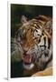 Bengal Tiger Snarling-DLILLC-Framed Photographic Print