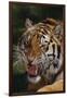 Bengal Tiger Snarling-DLILLC-Framed Photographic Print