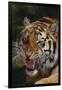 Bengal Tiger Snarling-DLILLC-Framed Photographic Print