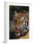 Bengal Tiger Snarling-DLILLC-Framed Photographic Print