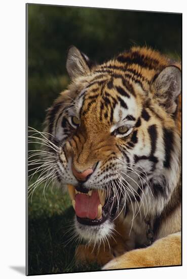 Bengal Tiger Snarling-DLILLC-Mounted Photographic Print