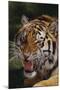 Bengal Tiger Snarling-DLILLC-Mounted Photographic Print