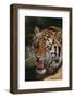 Bengal Tiger Snarling-DLILLC-Framed Photographic Print