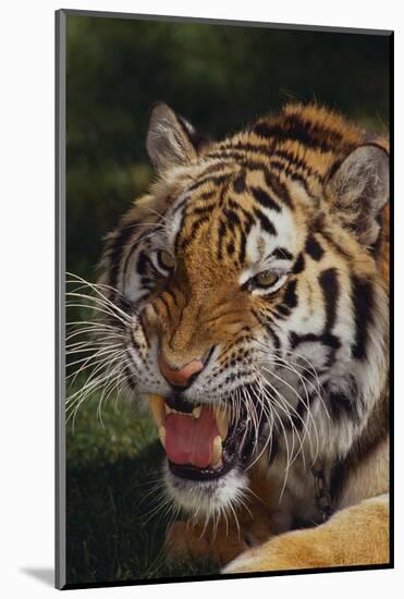 Bengal Tiger Snarling-DLILLC-Mounted Photographic Print