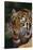 Bengal Tiger Snarling-DLILLC-Stretched Canvas