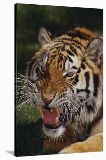 Bengal Tiger Snarling-DLILLC-Stretched Canvas