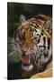 Bengal Tiger Snarling-DLILLC-Stretched Canvas