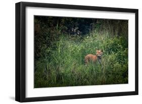 bengal tiger standing in dense foliage, nepal-karine aigner-Framed Photographic Print