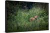 bengal tiger standing in dense foliage, nepal-karine aigner-Stretched Canvas