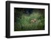 bengal tiger standing in dense foliage, nepal-karine aigner-Framed Photographic Print