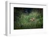 bengal tiger standing in dense foliage, nepal-karine aigner-Framed Photographic Print