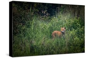 bengal tiger standing in dense foliage, nepal-karine aigner-Stretched Canvas