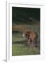 Bengal Tiger Standing in Marsh-DLILLC-Framed Premium Photographic Print