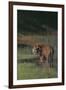 Bengal Tiger Standing in Marsh-DLILLC-Framed Premium Photographic Print