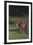 Bengal Tiger Standing in Marsh-DLILLC-Framed Premium Photographic Print