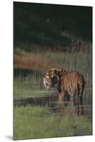 Bengal Tiger Standing in Marsh-DLILLC-Mounted Premium Photographic Print