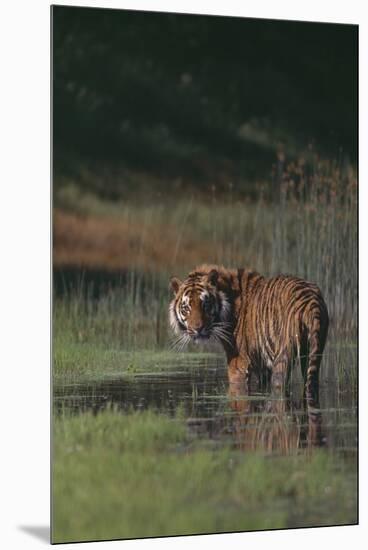 Bengal Tiger Standing in Marsh-DLILLC-Mounted Premium Photographic Print