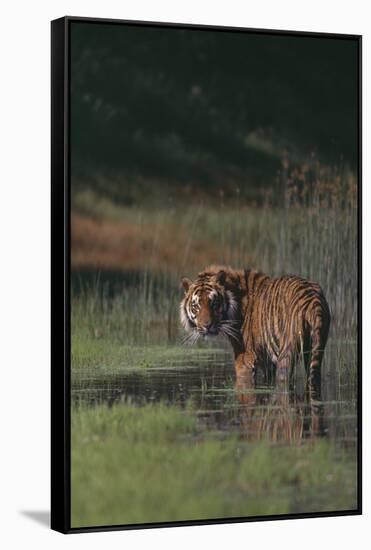 Bengal Tiger Standing in Marsh-DLILLC-Framed Stretched Canvas