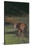 Bengal Tiger Standing in Marsh-DLILLC-Stretched Canvas