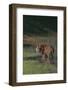 Bengal Tiger Standing in Marsh-DLILLC-Framed Photographic Print