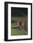 Bengal Tiger Standing in Marsh-DLILLC-Framed Photographic Print