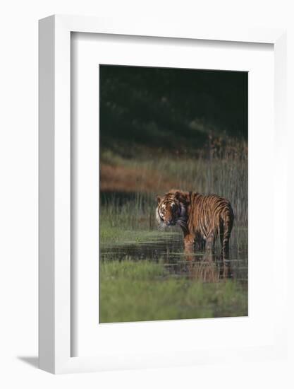 Bengal Tiger Standing in Marsh-DLILLC-Framed Photographic Print